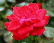 Rose_0176.jpg